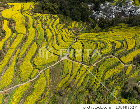 Golden canola fields ripple across rolling hills Golden canola fields ripple across rolling hills 139693527