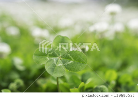 A field of white clover flowers stretching across the blue sky, and a lucky four-leaf clover. A field of white clover flowers stretching across the blue sky, and a lucky four-leaf clover. 139693555