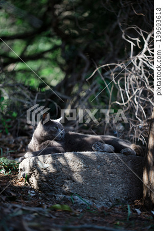 A stray cat with a dreamy gray coat in the dappled sunlight. A stray cat with a dreamy gray coat in the dappled sunlight. 139693618
