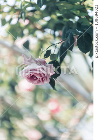 A close-up of pink roses bathed in spring light. A close-up of pink roses bathed in spring light. 139694023