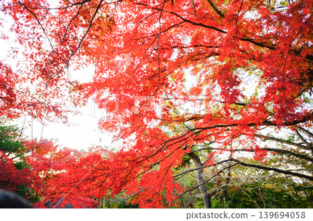 In the autumn forest where the trees are dyed red 139694058