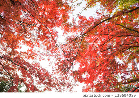 A quiet autumn afternoon, with the sky covered in crimson leaves. A quiet autumn afternoon, with the sky covered in crimson leaves. 139694059
