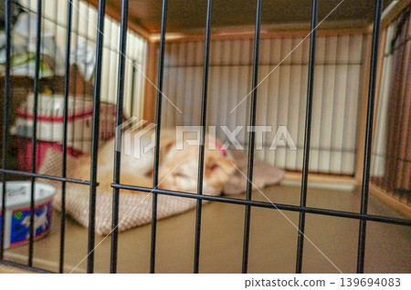 A dog enjoying a peaceful nap. A dog enjoying a peaceful nap. 139694083