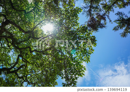 A clear midday, with fresh greenery in the shrine grounds and the sky above. A clear midday, with fresh greenery in the shrine grounds and the sky above. 139694119