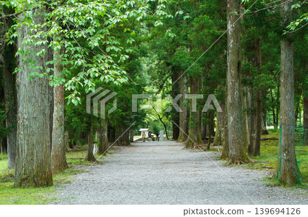 A quiet, tree-lined path and pine forest overflowing with greenery. A quiet, tree-lined path and pine forest overflowing with greenery. 139694126
