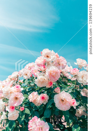 A garden of pale pink roses blooming under a blue sky. A garden of pale pink roses blooming under a blue sky. 139694159