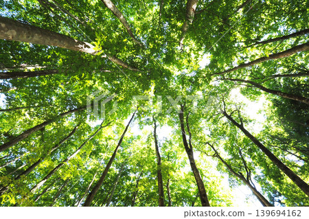 Buna of beauty forest Buna of beauty forest 139694162
