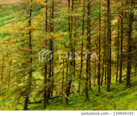 Nature's beauty unfolds in this tranquil woodland with moss-covered trees and a soft carpet below. Nature's beauty unfolds in this tranquil woodland with moss-covered trees and a soft carpet below. 139694195