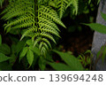 Ferns in the fresh green leaves 139694248
