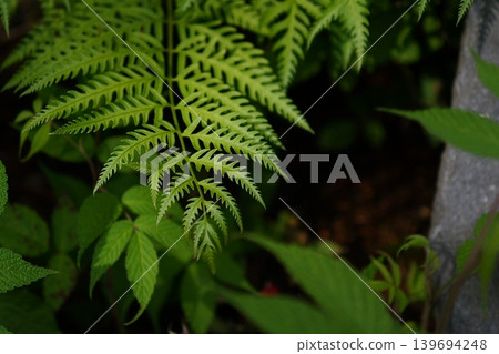 Ferns in the fresh green leaves Ferns in the fresh green leaves 139694248