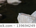 Lizards on the rock 139694249