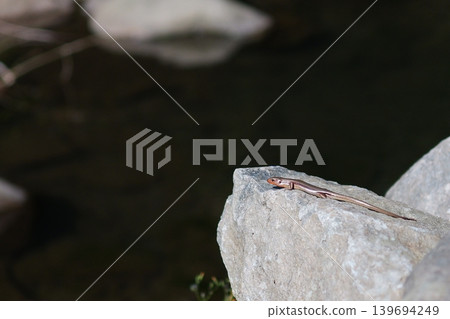Lizards on the rock 139694249