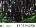 A forest with sunlight filtering through the trees 139694250