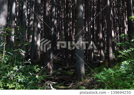 A forest with sunlight filtering through the trees 139694250