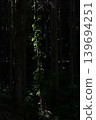 Fresh greenery illuminated by sunlight filtering through the trees 139694251