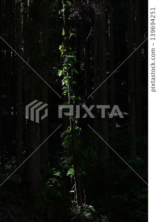 Fresh greenery illuminated by sunlight filtering through the trees 139694251