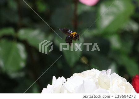 A bumblebee sucking nectar from a rose. A bumblebee sucking nectar from a rose. 139694278