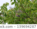 一隻椋鳥棲息在櫻桃樹上。 139694287