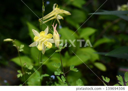 In the summer garden, a single bright yellow Aquilegia flower is blooming, facing me. 139694306