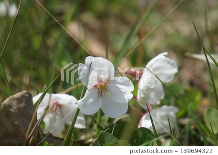 Cherry blossoms that have fallen to the ground Cherry blossoms that have fallen to the ground 139694322
