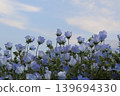 Blue sky and nemophila 139694330
