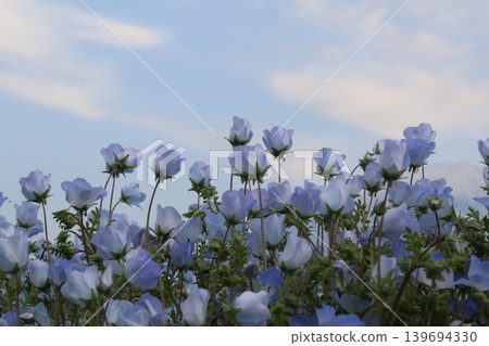 Blue sky and nemophila Blue sky and nemophila 139694330