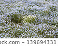 White Nemophila 139694331