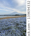 Nemophila and Mt. Fuji 139694332