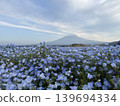 Nemophila flowers in full bloom, and Mount Fuji. 139694334