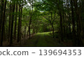 Forest road where light shines 139694353