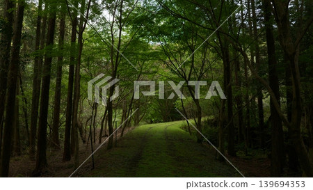 燈火通明的林道 139694353