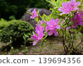 Pink azalea 139694356