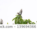 一隻椋鳥棲息在櫻桃樹頂上。 139694366