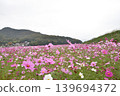 Cosmos in full bloom 139694372