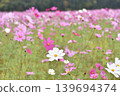 Cosmos 139694374