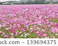  Cosmos field 139694375