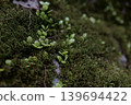Moss growing naturally on rock faces 139694422