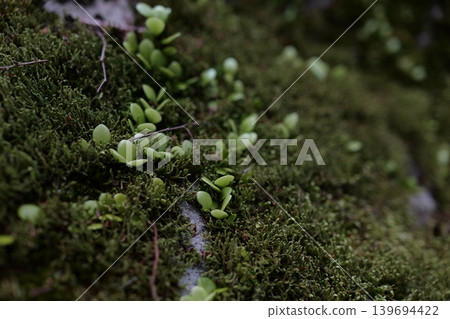 Moss growing naturally on rock faces Moss growing naturally on rock faces 139694422