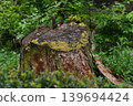 stump with moss 139694424