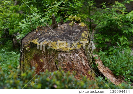 stump with moss 139694424
