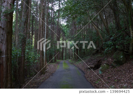 Forest road surrounded by fresh greenery 139694425