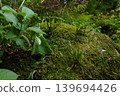 Mossy Rock 139694426