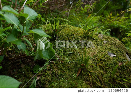 Mossy Rock 139694426