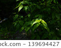 Leaf illuminated by light 139694427