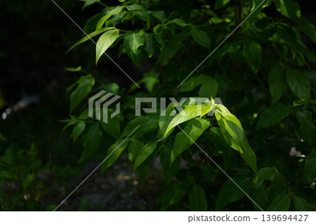 Leaf illuminated by light 139694427