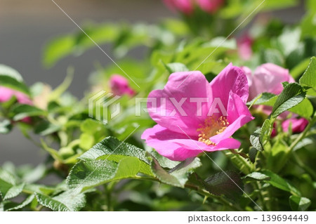深粉紅色的蜘蛛百合花-初夏的景象。 深粉紅色的蜘蛛百合花-初夏的景象。 139694449