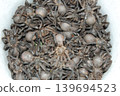 Edible spiders 139694523