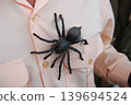 Edible spiders 139694524