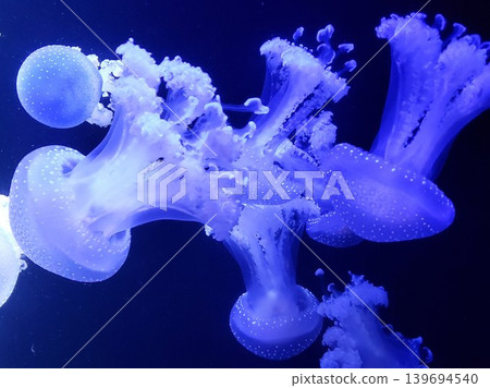 A swarm of jellyfish, glowing with a fantastical blue light, creates a calming atmosphere in the aquarium. A swarm of jellyfish, glowing with a fantastical blue light, creates a calming atmosphere in the aquarium. 139694540