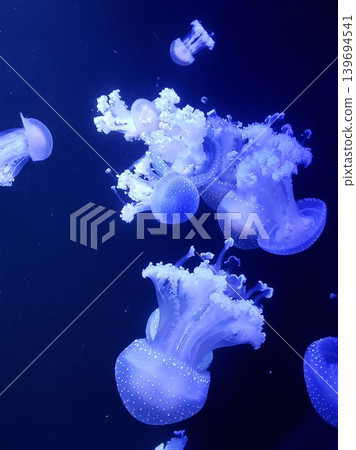A swarm of jellyfish, glowing with a fantastical blue light, creates a calming atmosphere in the aquarium. A swarm of jellyfish, glowing with a fantastical blue light, creates a calming atmosphere in the aquarium. 139694541
